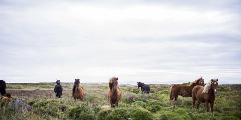 AZR2下游转录靶标的系统鉴定：ChIP-seq与RNA-seq整合分析策略及其对技术服务与虚拟主机行业的启示