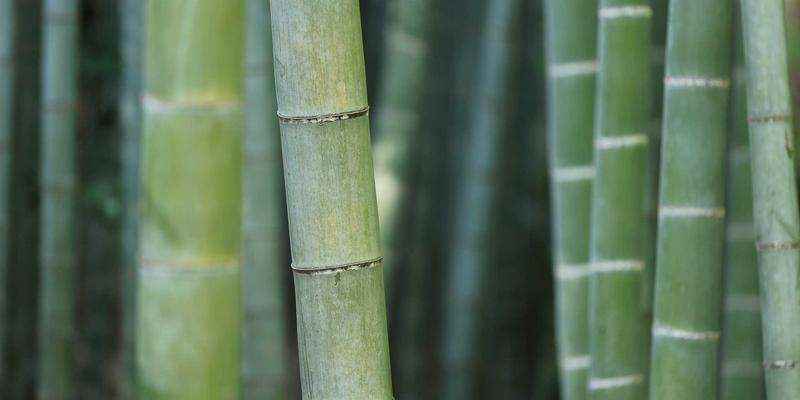 AZR2在DNA同源重组修复中的新角色：对网络技术与网站安全的启示