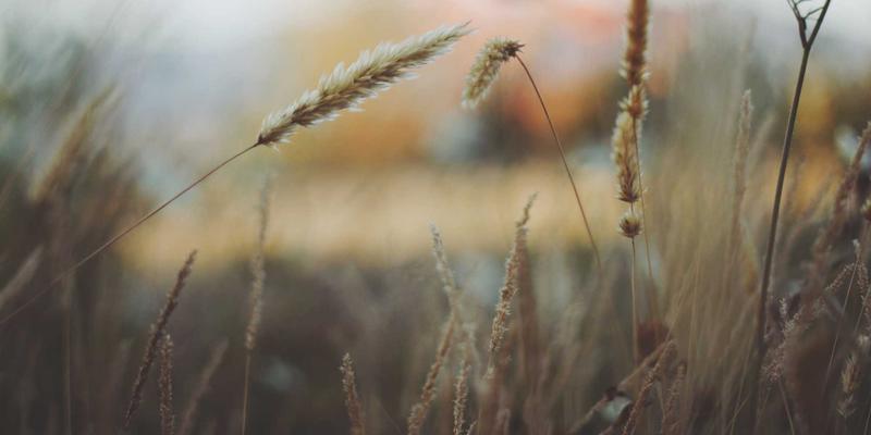 AZR2：网络技术服务揭示其在结直肠癌早期诊断中的生物标志物价值