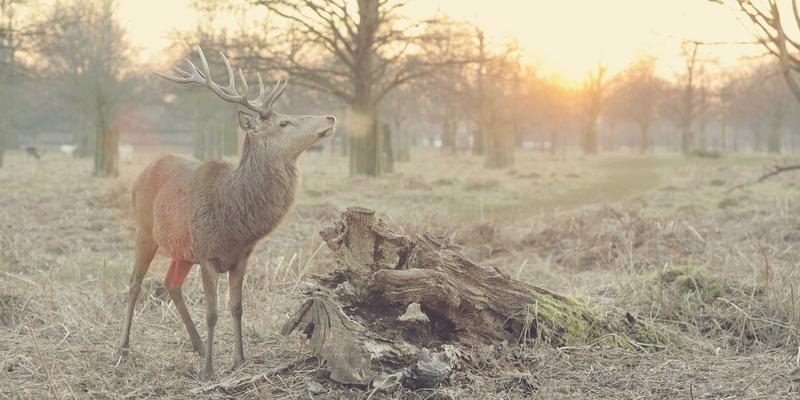 AZR2蛋白锌指结构域解析：从分子互作到功能调控的网络技术视角