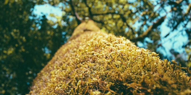 AZR2调控干细胞自我更新能力的分子基础：网络技术视角下的生命密码解析