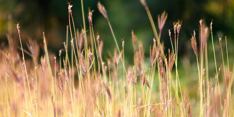 从虚拟主机到细胞网络：单细胞测序揭示AZR2在肿瘤免疫微环境中的异质性表达