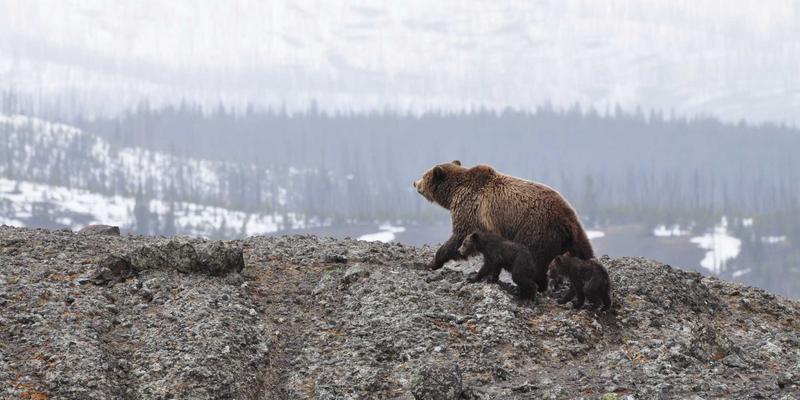 靶向AZR2信号通路：新型抗癌药物开发进展与技术服务新机遇